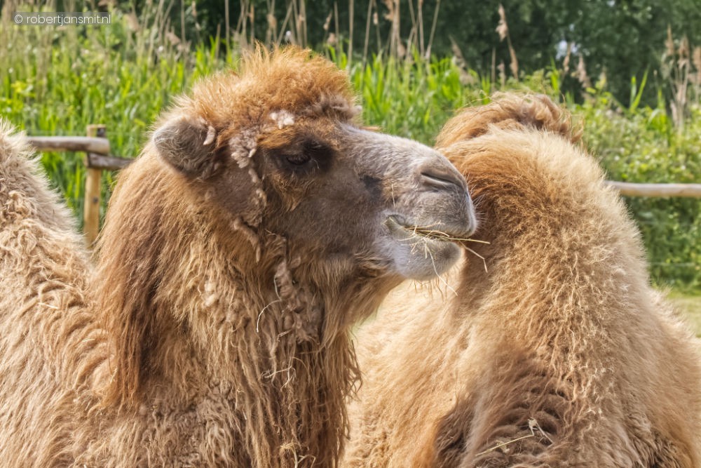 Foto van Kameel (Camelus bactrianus) in Eindhoven Zoo (voorheen Dierenrijk)