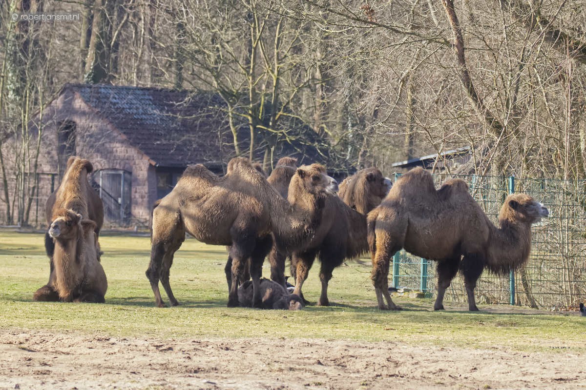 Foto van Kameel (Camelus bactrianus) in Tierpark Berlin