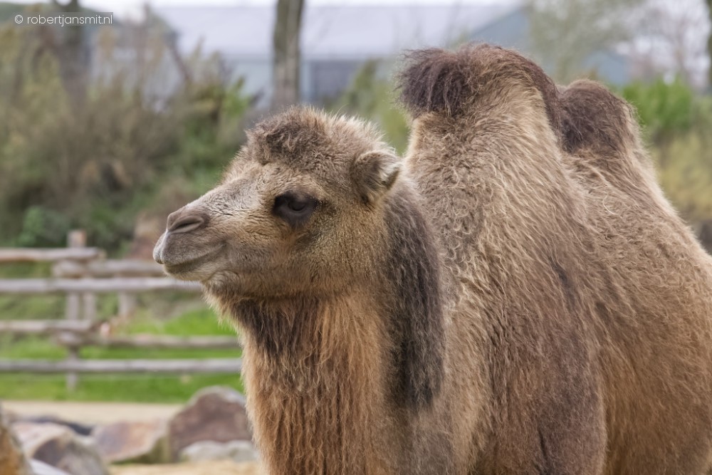 Foto van Kameel (Camelus bactrianus) in ZooParc Overloon