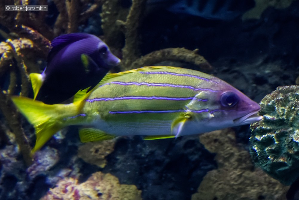Foto van Kasmira-snapper (Lutjanus kasmira) in Blijdorp Rotterdam