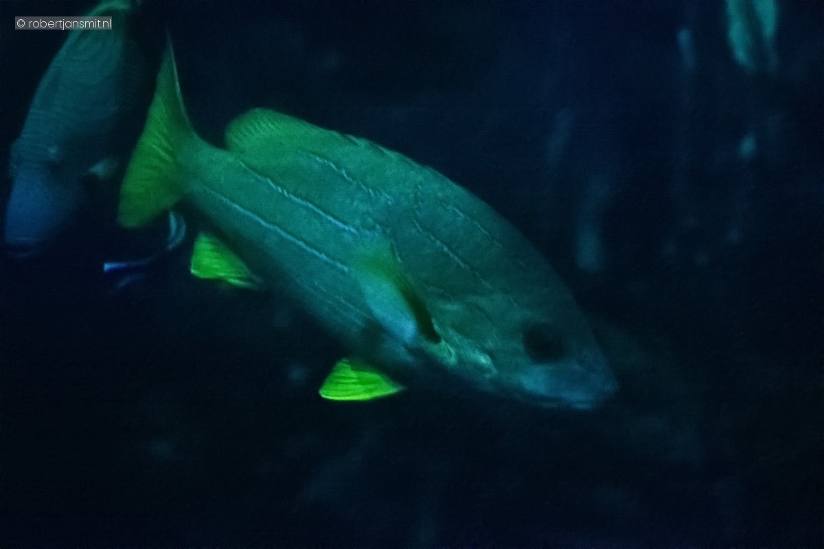 Foto van Kasmira-snapper (Lutjanus kasmira) in Burgers Zoo Arnhem