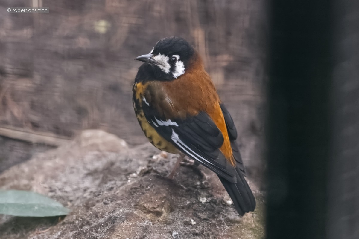 Foto van Kastanje ruglijster (Geokichla dohertyi) in Blijdorp Rotterdam