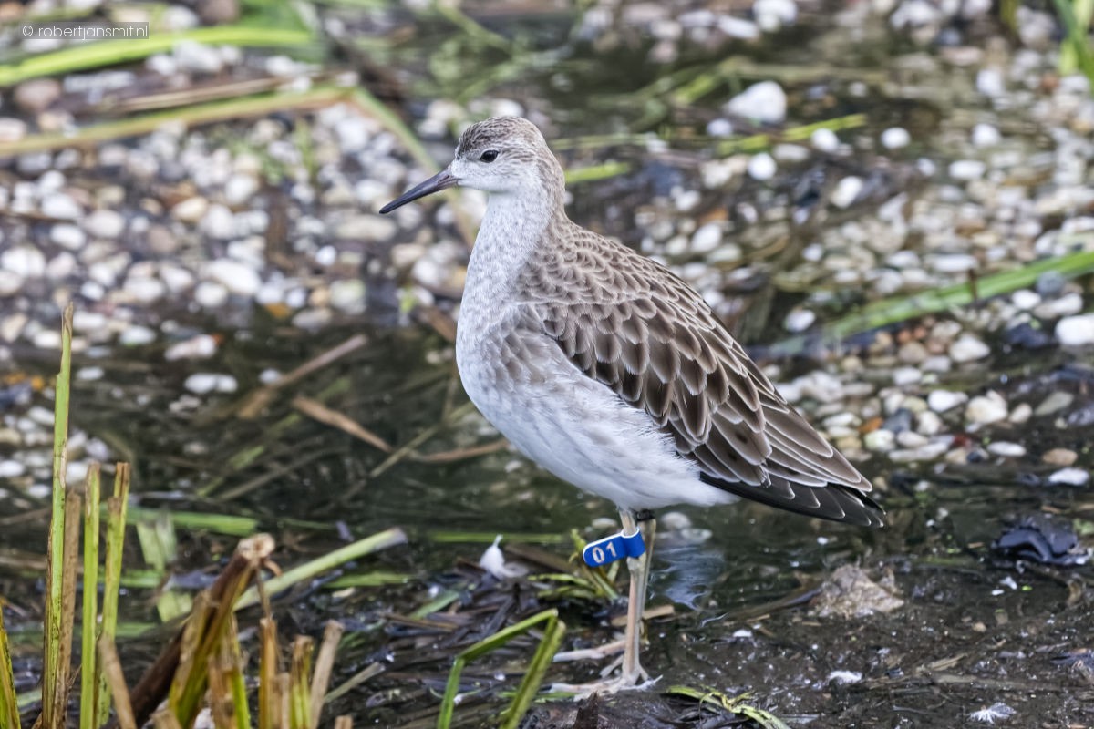 Foto van Kemphaan (Calidris pugnax) in Artis Amsterdam