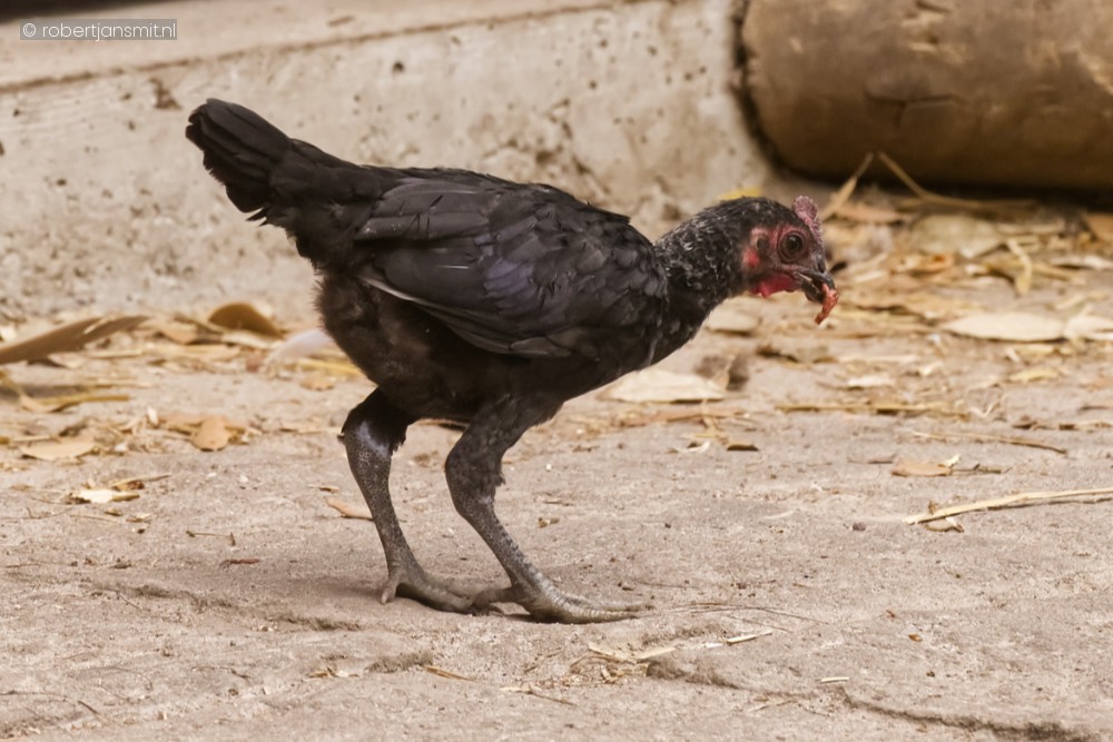 Foto van Kip (Gallus gallus domesticus) in Pairi Daiza België