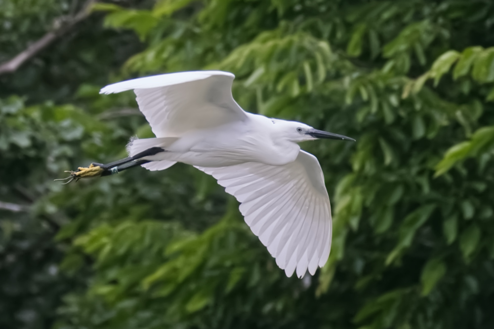 Kleine zilverreiger 
