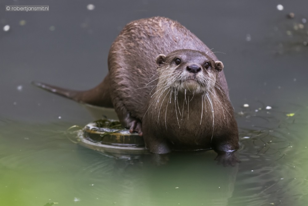 Foto van Kleinklauwotter (Aonyx cinereus) in Eindhoven Zoo (voorheen Dierenrijk)