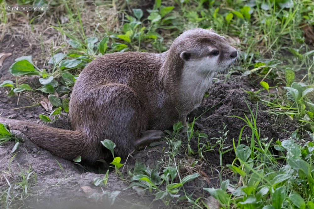 Foto van Kleinklauwotter (Aonyx cinereus) in ZooParc Overloon