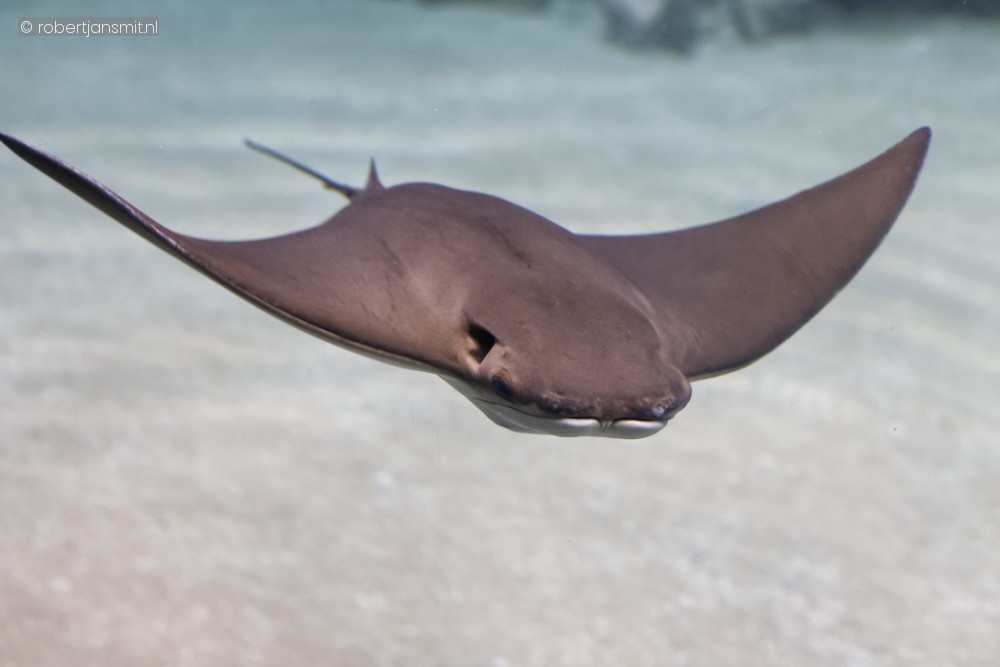 Foto van Koeneusrog (Rhinopteridae) in Blijdorp Rotterdam