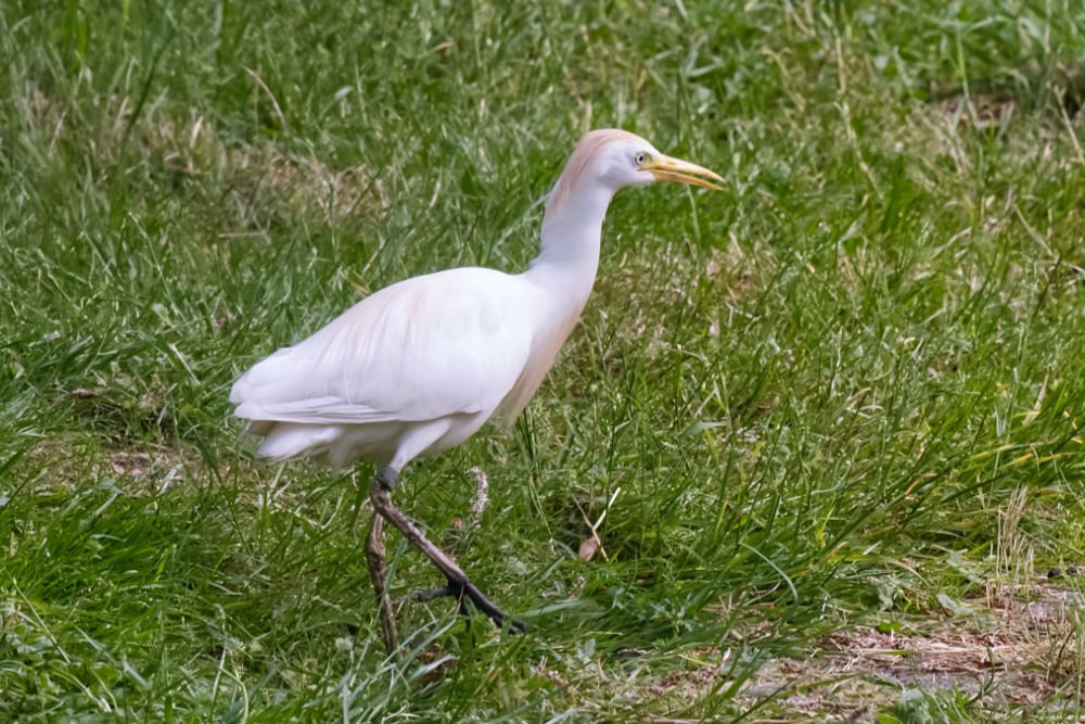 Koereiger 