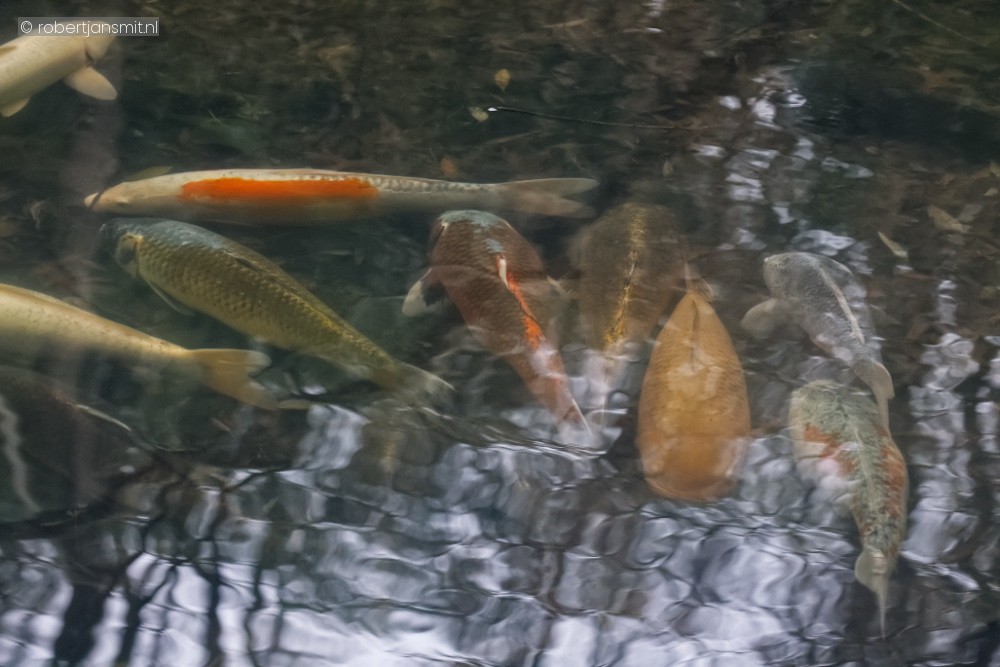 Foto van Koikarper (Cyprinus carpio carpio) in ZooParc Overloon