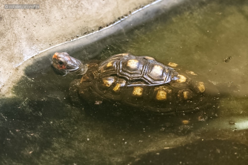 Foto van Kolenbranderschildpad (Chelonoidis carbonarius) in Zoo Antwerpen België
