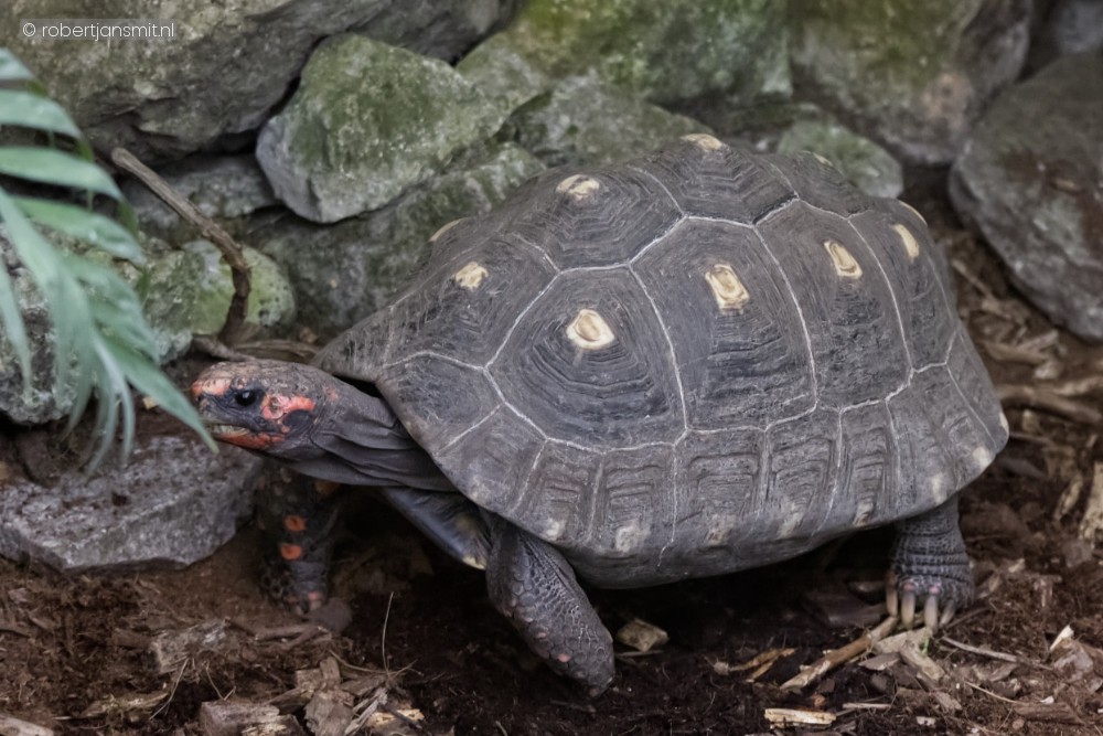 Foto van Kolenbranderschildpad (Chelonoidis carbonarius) in ZooParc Overloon