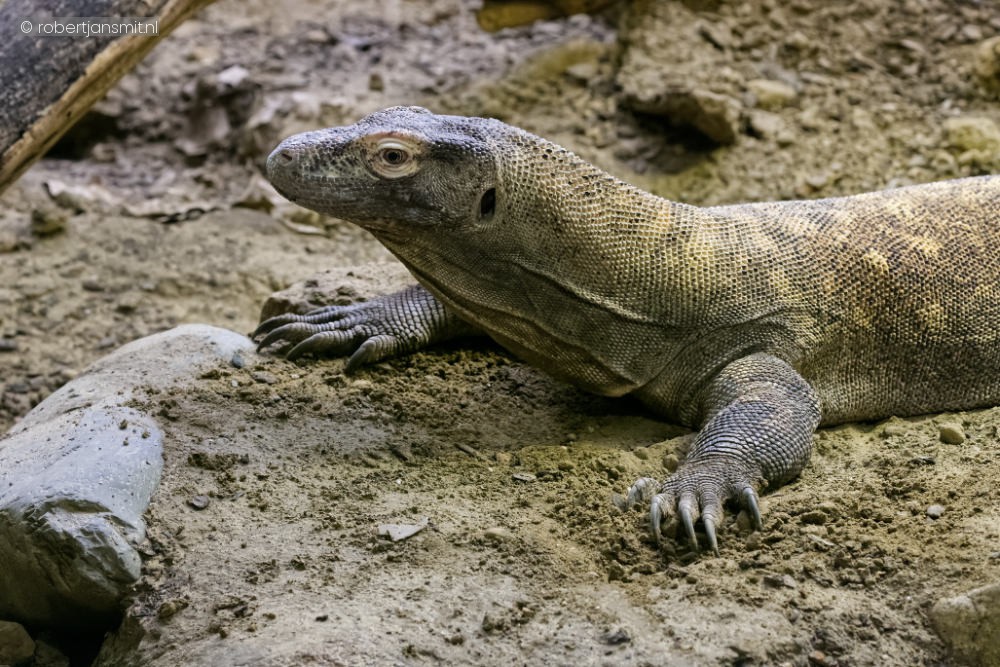 Foto van Komodovaraan (Varanus komodoensis) in Zoo Antwerpen België
