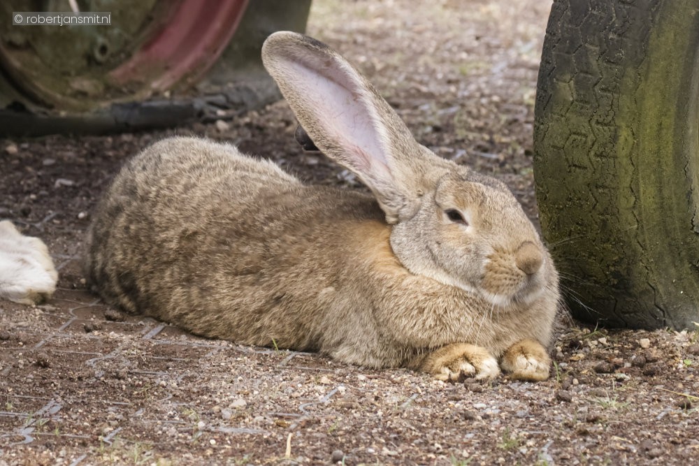 Foto van Konijn (Oryctolagus cuniculus) in Pairi Daiza België