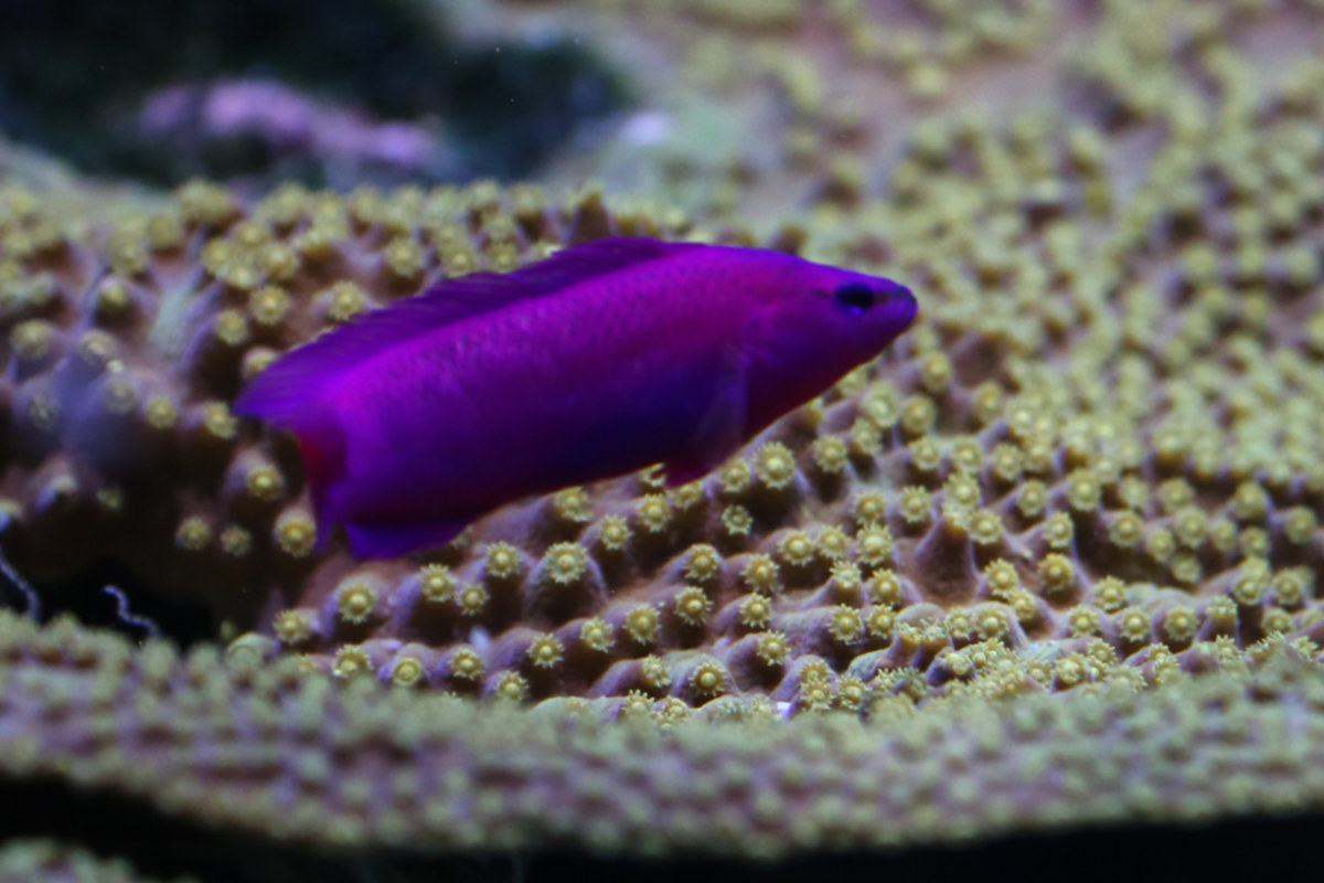 Foto van koning Salomon dwergbaars (Pseudochromis fridmani) in Artis Amsterdam