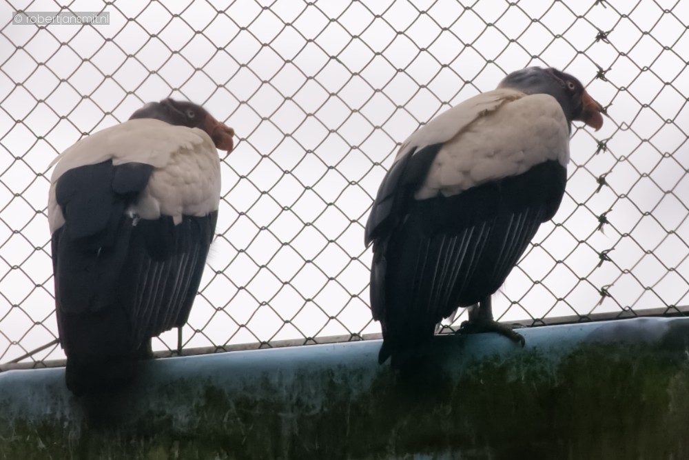 Foto van Koningsgier (Sarcoramphus papa) in Ouwehands Dierenpark Rhenen
