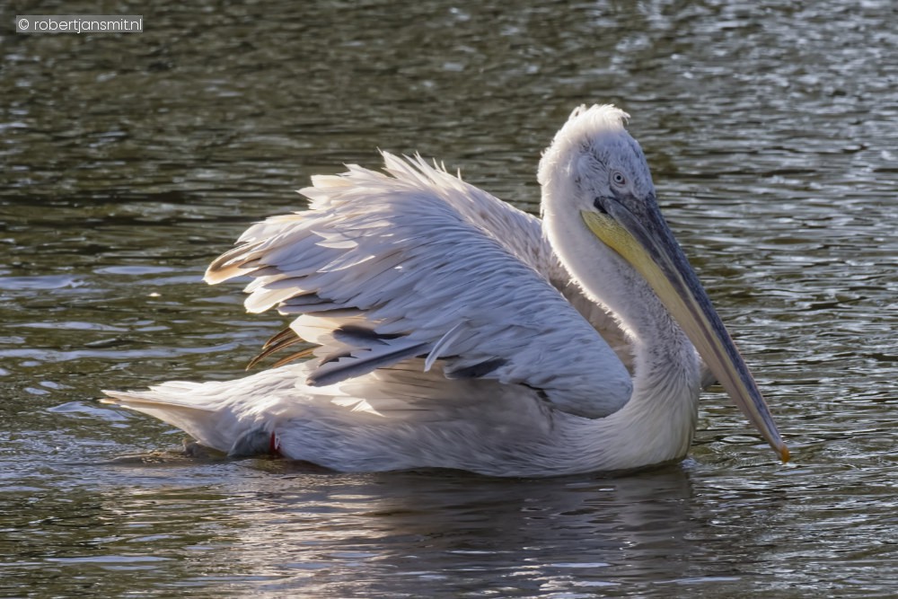 Foto van Kroeskoppelikaan (Pelecanus crispus) in Avifauna Alphen a/d Rijn