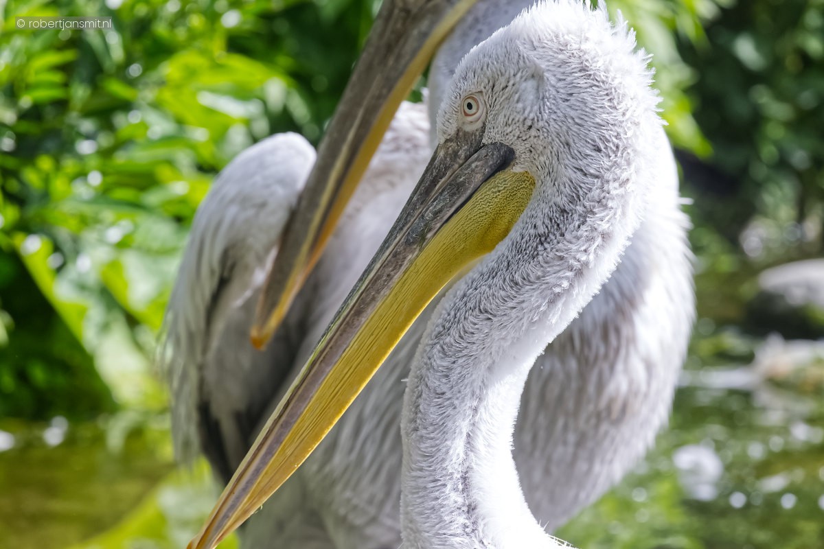 Foto van Kroeskoppelikaan (Pelecanus crispus) in Dierenpark Amersfoort
