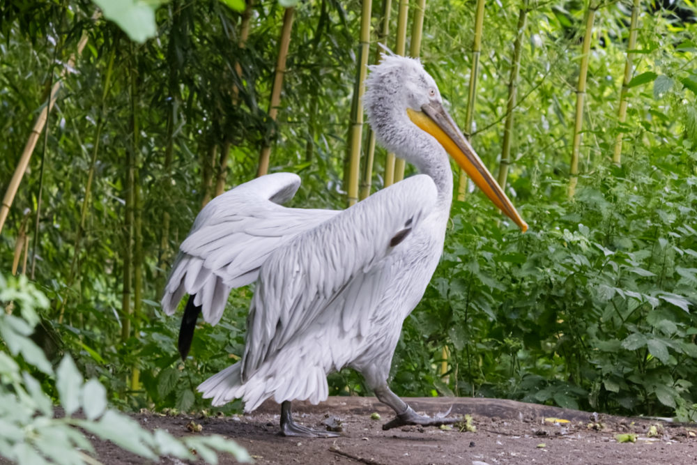 Foto van Kroeskoppelikaan (Pelecanus crispus) in ZooParc Overloon