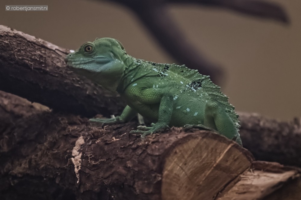 Foto van Kroonbasilisk (Basiliscus plumifrons) in Ouwehands Dierenpark Rhenen
