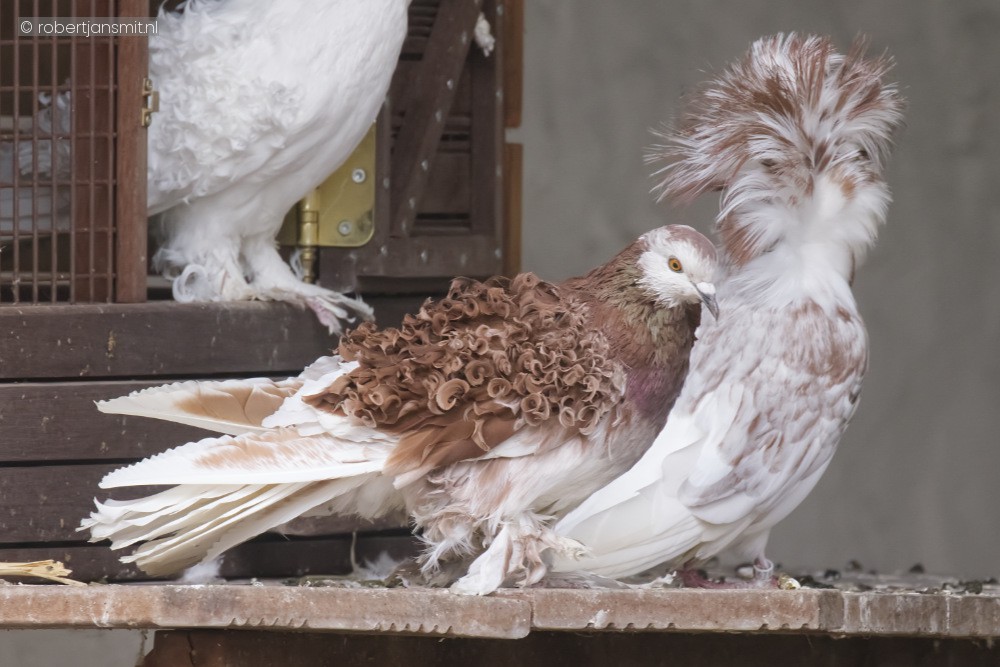 Foto van Krulduif () in Pairi Daiza België