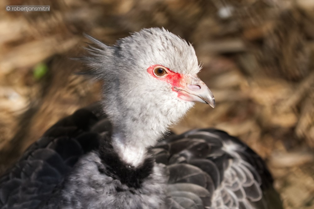 Foto van Kuifhoenderkoet (Chauna torquata) in Best Zoo, Best