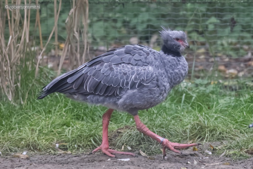 Foto van Kuifhoenderkoet (Chauna torquata) in ZooParc Overloon