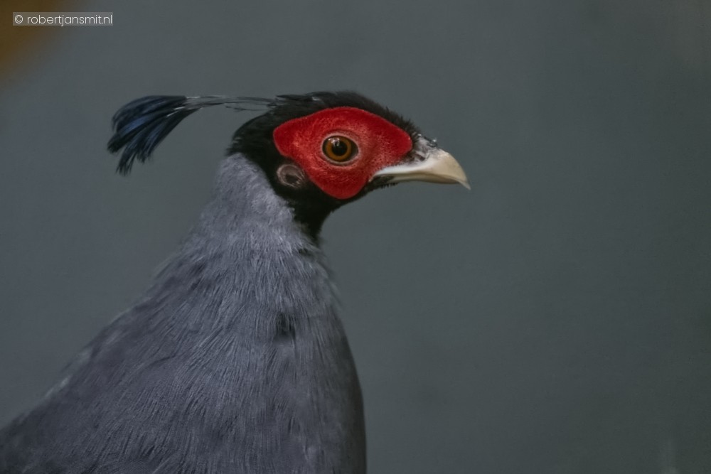 Foto van Kuifloze prelaatfazant (Lophura diardi) in Best Zoo, Best