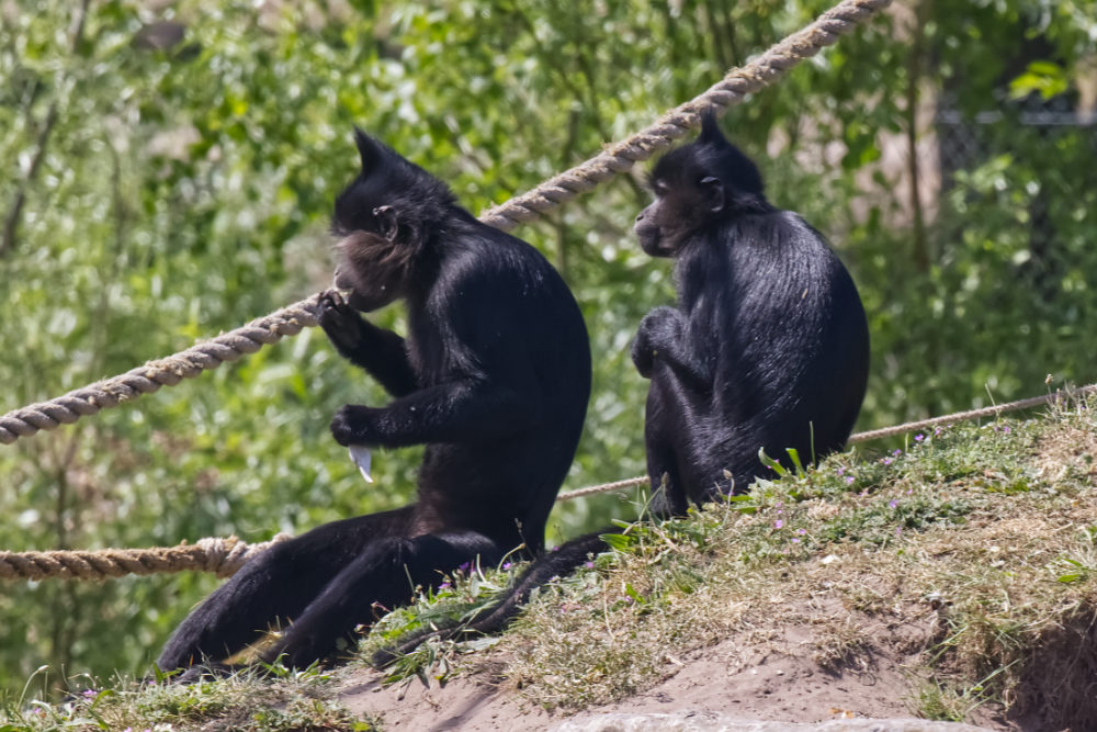 Kuifmangabey 