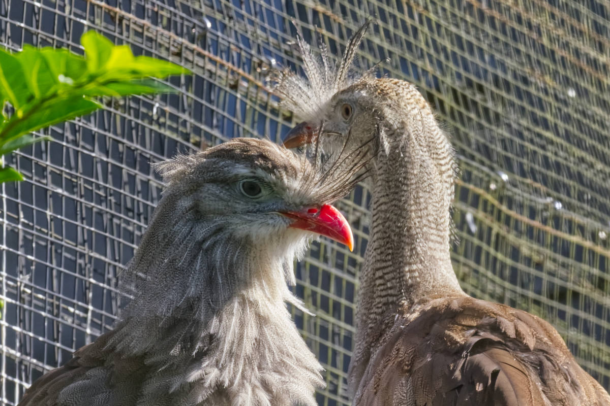 Foto van Kuifseriema (Cariama cristata) in Dierenpark Hoenderdaell Anna Paulowna
