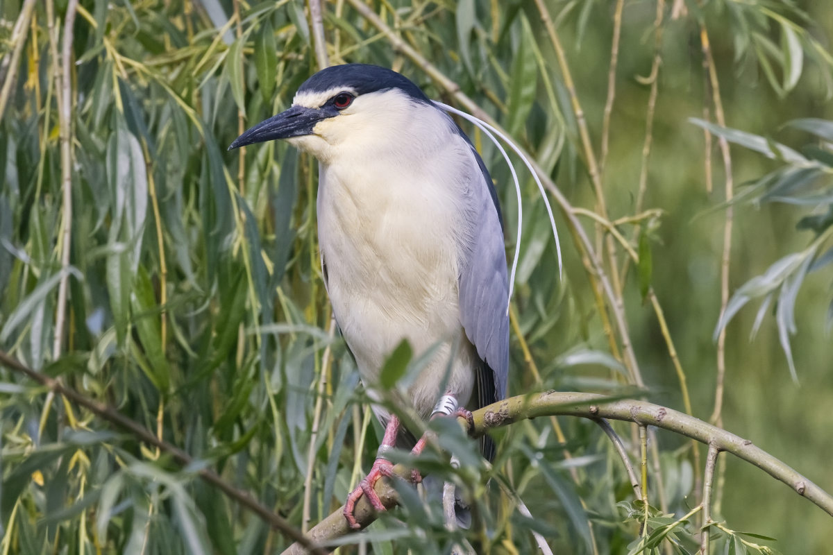 Foto van Kwak (Nycticorax nycticorax) in Avifauna Alphen a/d Rijn