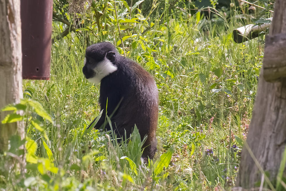 L'Hoest meerkat 
