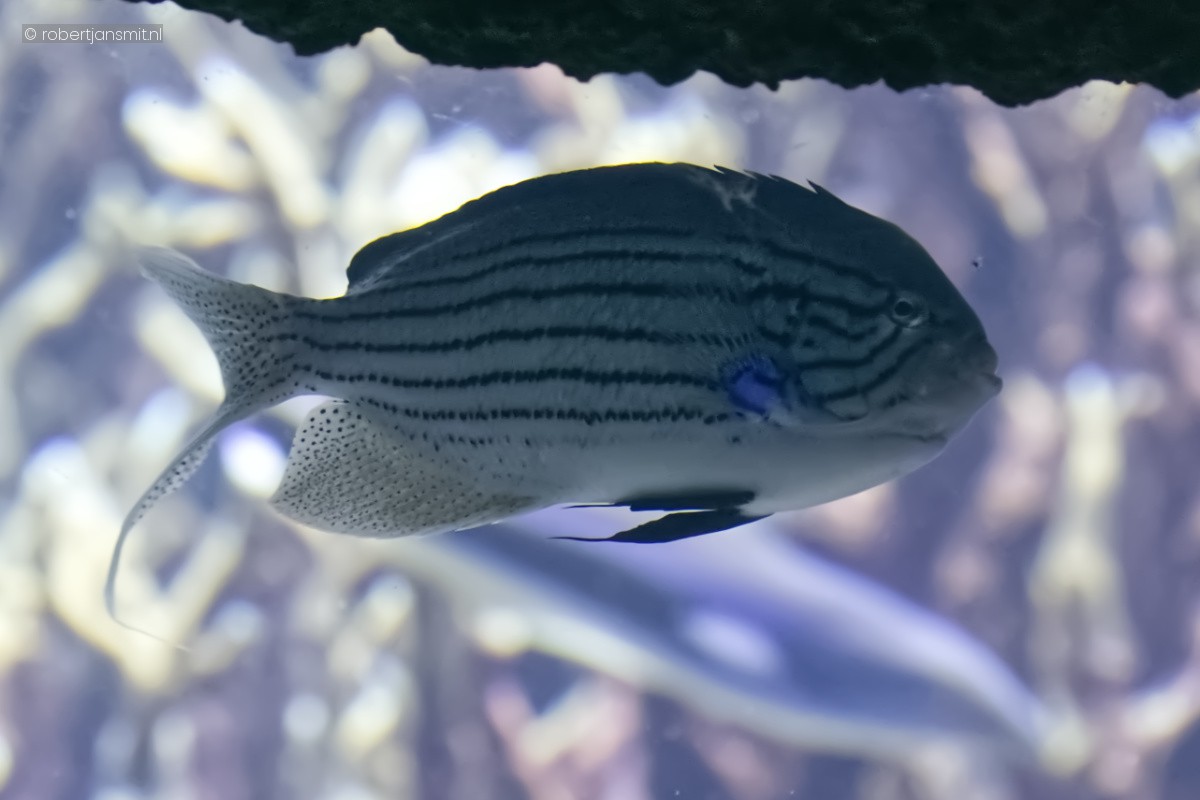 Foto van Lamarcks Keizersvis (Genicanthus lamarck) in Burgers Zoo Arnhem
