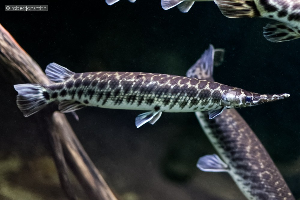 Foto van Gevlekte Kaaimansnoek (Lepisosteus oculatus) in Blijdorp Rotterdam