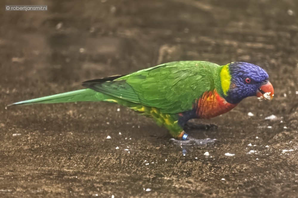 Foto van Lori's (Loriinae) in Ouwehands Dierenpark Rhenen
