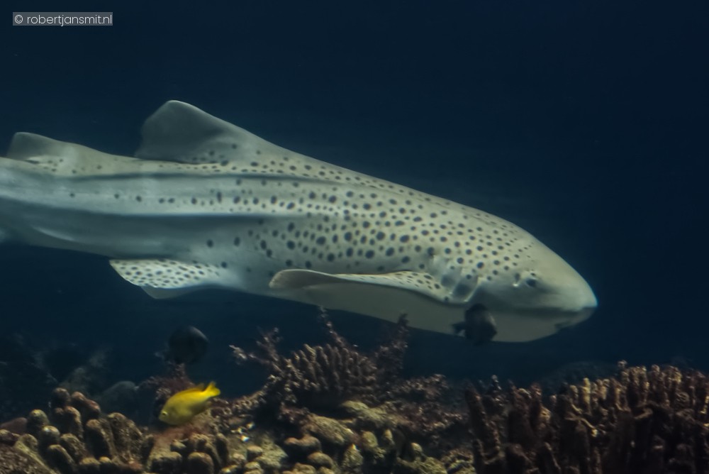 Foto van Luipaardhaai (Triakis semifasciata) in Burgers Zoo Arnhem