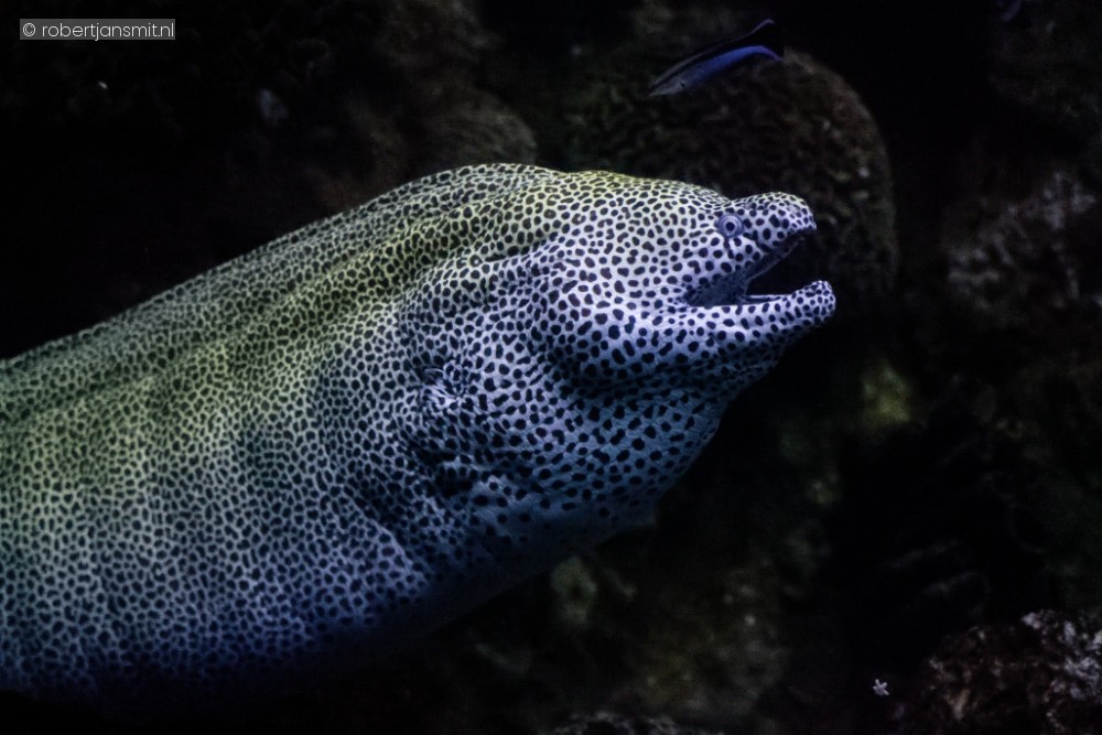 Foto van Luipaardmurene (Gymnothorax favagineus) in Blijdorp Rotterdam