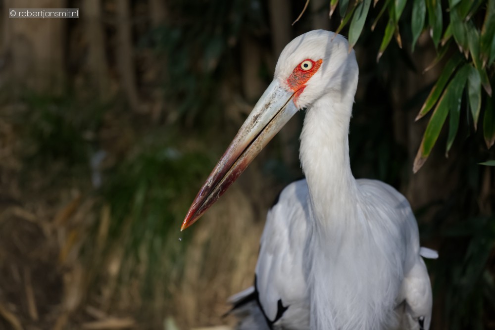 Foto van Maguai ooievaar (Ciconia maguari) in Best Zoo, Best