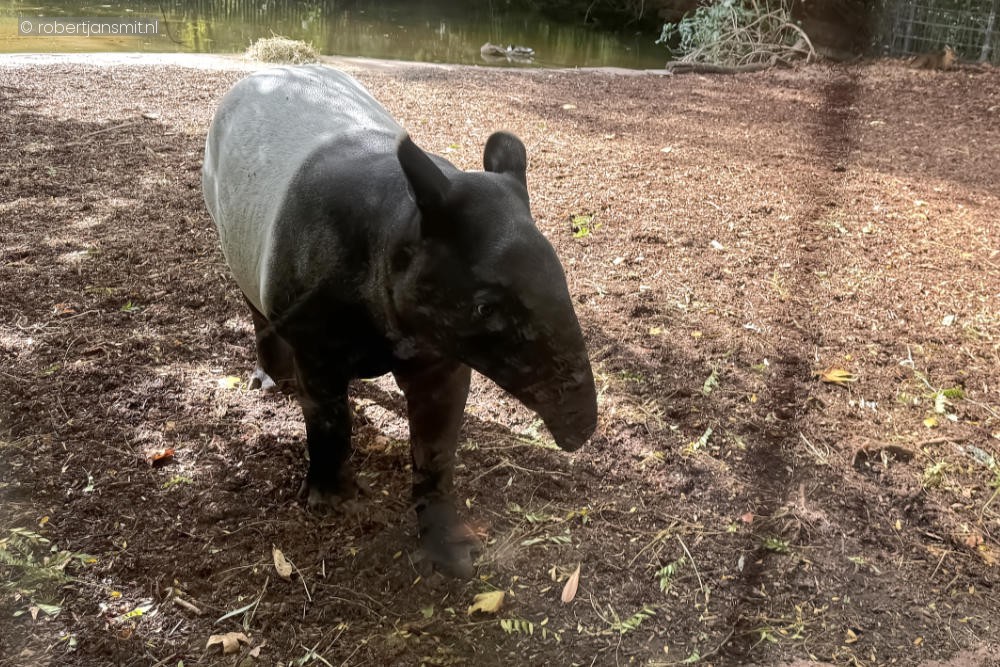 Foto van Maleise Tapir (Tapirus indicus) in Zoo Antwerpen België