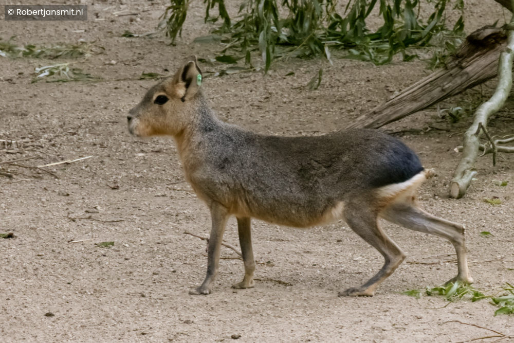 Foto van Grote mara (Dolichotis patagonum) in Zoo Antwerpen België