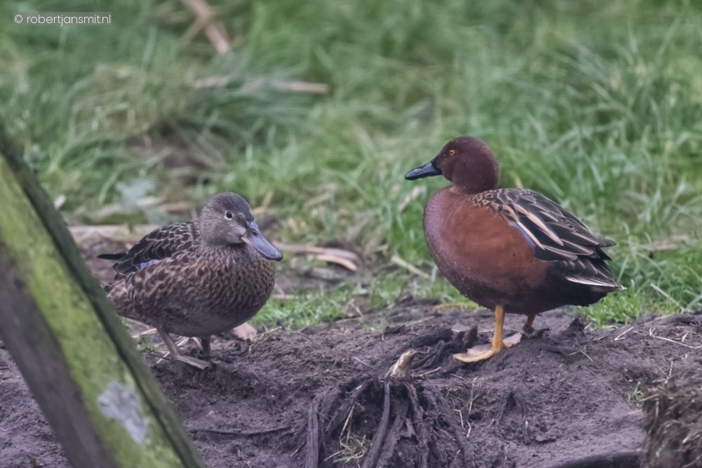 Foto van Marmertaling (Marmaronetta angustirostris) in ZooParc Overloon