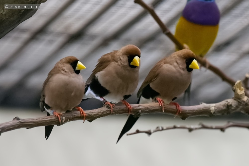 Foto van Maskeramadine (Poephila personata) in Zoo Antwerpen België