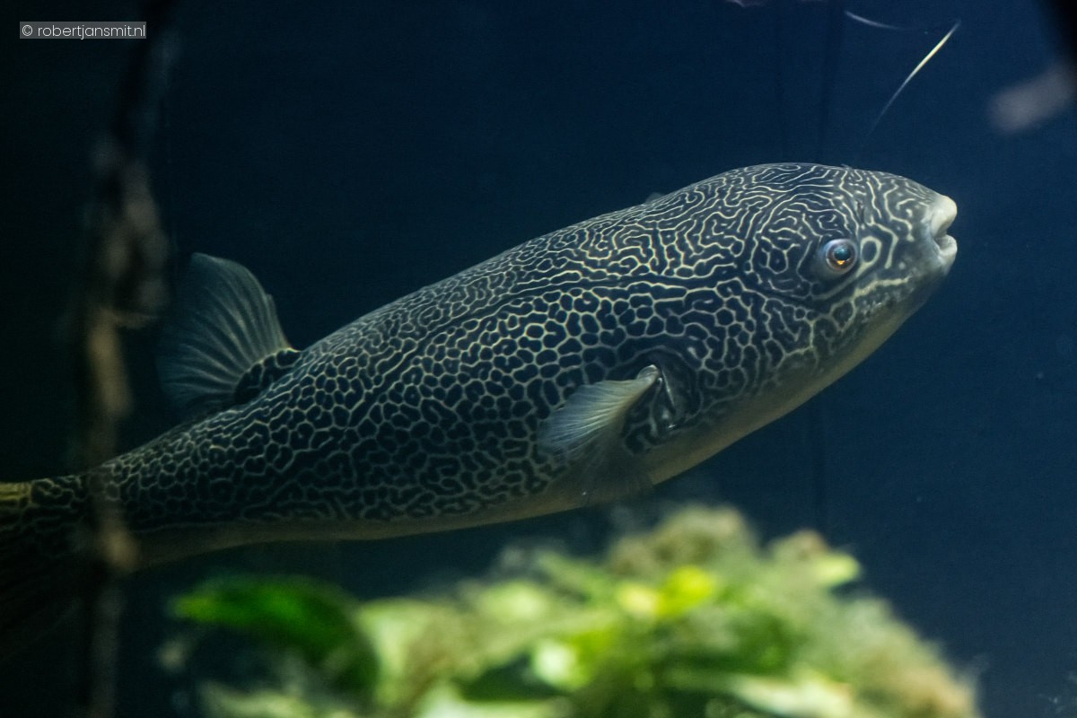 Foto van Tetraodon mbu (Tetraodontidae) in Artis Amsterdam
