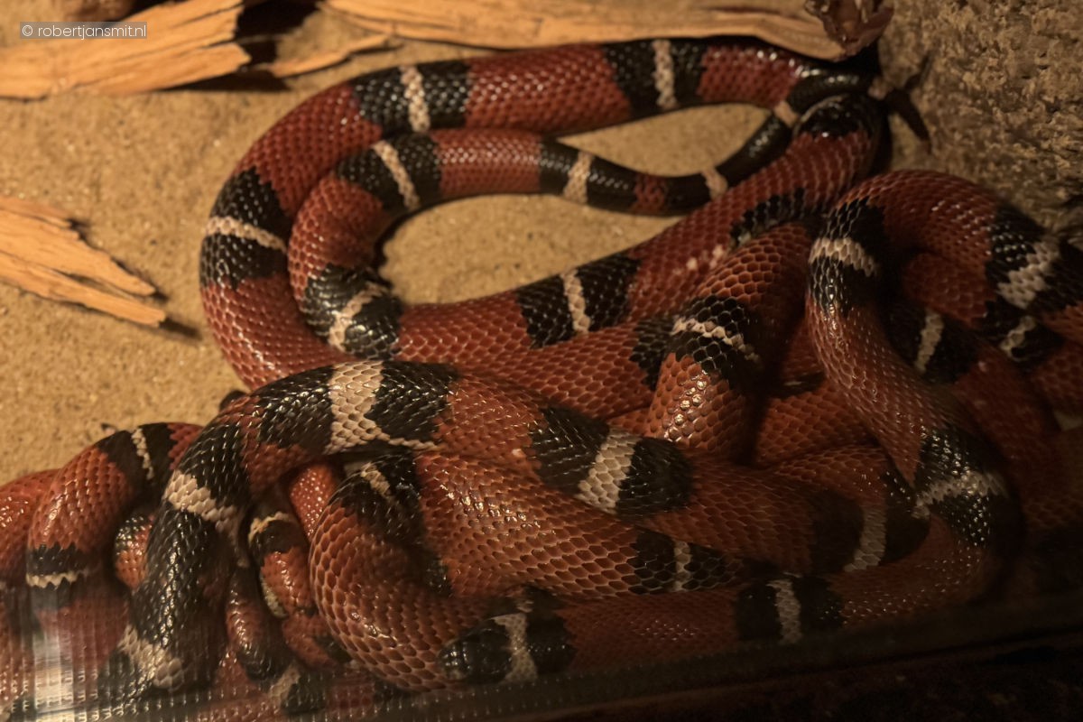 Foto van Melkslang (Lampropeltis triangulum) in Burgers Zoo Arnhem