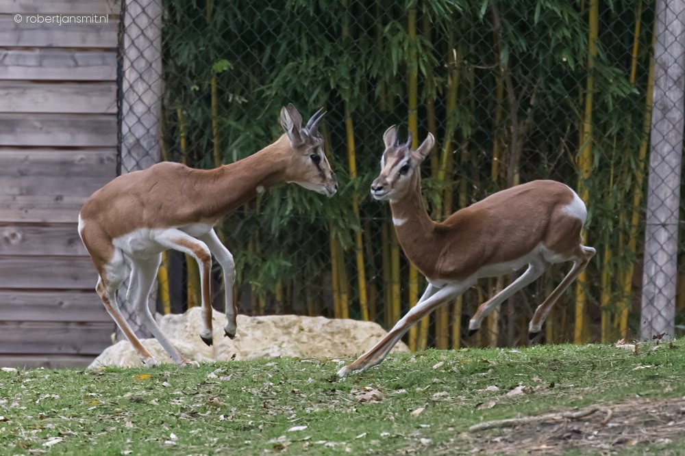 Foto van Mhorrgazelle (Nanger dama mhorr) in ZooParc Overloon