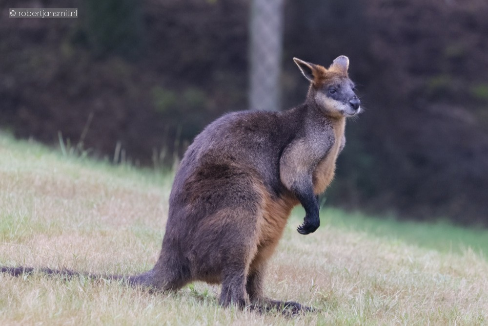 Foto van Moeraswallaby (Wallabia bicolor) in ZooParc Overloon