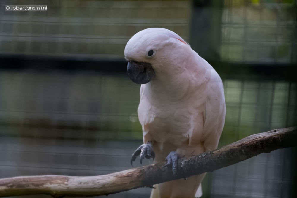 Foto van Molukken kaketoe (Cacatua moluccensis) in Ouwehands Dierenpark Rhenen