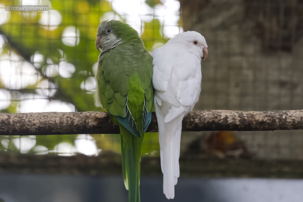 Foto van Monniksparkiet (Myiopsitta monachus) in Best Zoo, Best