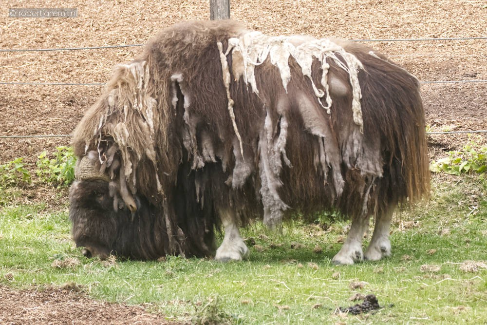 Foto van Muskusos (Ovibos moschatus) in Pairi Daiza België