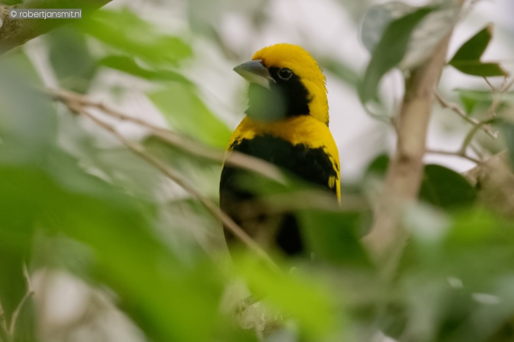 Foto van Napoleonwever (Euplectes afer) in Zoo Antwerpen België